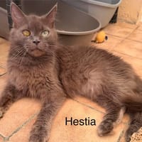 Hestia, chatte à adopter