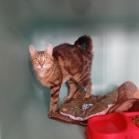 HOTZA, chatte à adopter