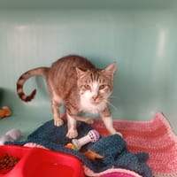 FRISSON, chat à adopter