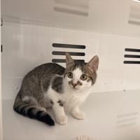 PERLOOZ, chat à adopter