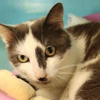 SEOUL QCT, chat à adopter