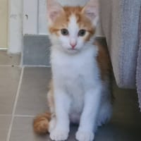BEN, chat à adopter