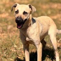 SUTTON, chien à adopter