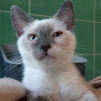 Croustille, chatte à adopter