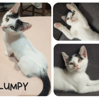 Lumpy, chatte à adopter
