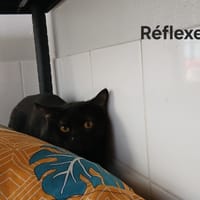 Réflexe, chat à adopter