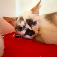 NANY, chatte à adopter