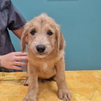 GIANNY, chien à adopter