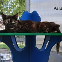 Paradis, chatte à adopter