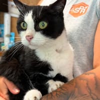 ZOUKO en SOS, chat à adopter