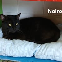 NOIROU, chat à adopter