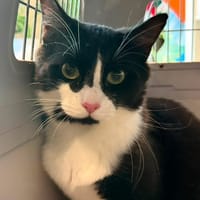 PAKITO, chat à adopter
