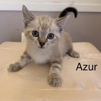 Azur, chat à adopter