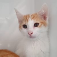 TAYNOR CHA, chat à adopter