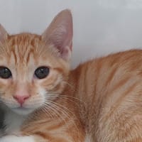 BRUCE CHA, chat à adopter