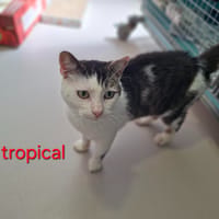 Tropical, chat à adopter