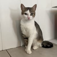 Pompom, chat à adopter