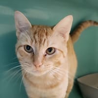 QUITO QCT, chat à adopter