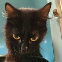 TOKYO QCT, chatte à adopter