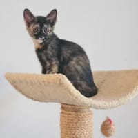 BEYONCE, chatte à adopter