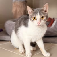 Lina CAB5965, chatte à adopter