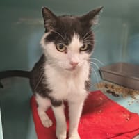 Picollino, chatte à adopter