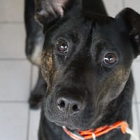 aubin (réservé), chien à adopter