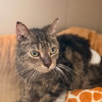 May CAB5969, chatte à adopter
