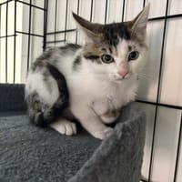 Benji, chat à adopter