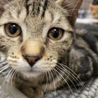 VIOLON, chat à adopter