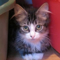 CARTIS, chatte à adopter