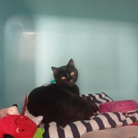 Plume, chat à adopter