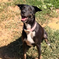 SAGA, chienne à adopter