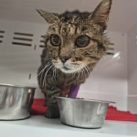 Mamichat, chatte à adopter