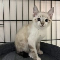 BALI, chat à adopter
