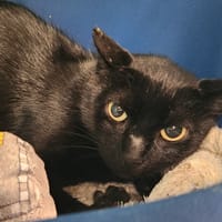 BOGOTA QCT, chatte à adopter