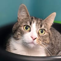 MELWIN, chat à adopter
