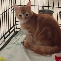 LULU, chat à adopter