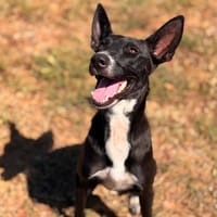 VALE, chienne à adopter