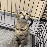 VIZIRETTE, chatte à adopter