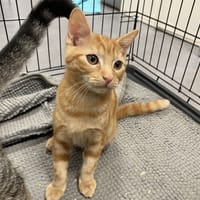 VICTOR, chat à adopter