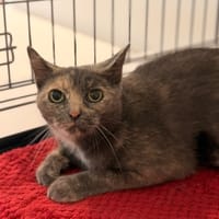 Amaia CAB6067, chatte à adopter