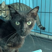 SINAI, chatte à adopter
