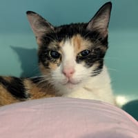 CRYSTALL, chatte à adopter