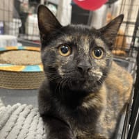 VICTOIRE, chatte à adopter