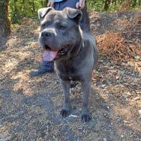 urus, chien à adopter