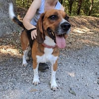 tyson, chien à adopter