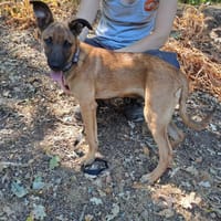ajax, chien à adopter