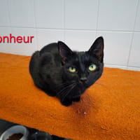 Bonheur, chatte à adopter