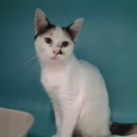 DAISY, chatte à adopter